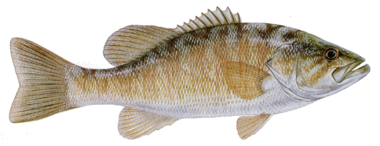 Smallmouth Bass Fish - U.S. Native Fish
